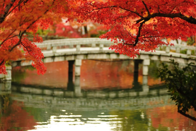 Best Japan Fall Foliage Spots - Eikando Temple