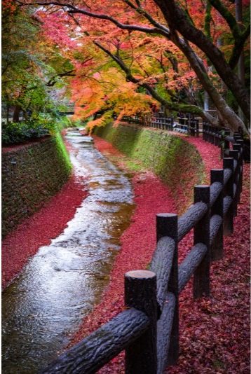 Best Japan Fall Foliage Spots - Kitano Tenmangu Shrine
