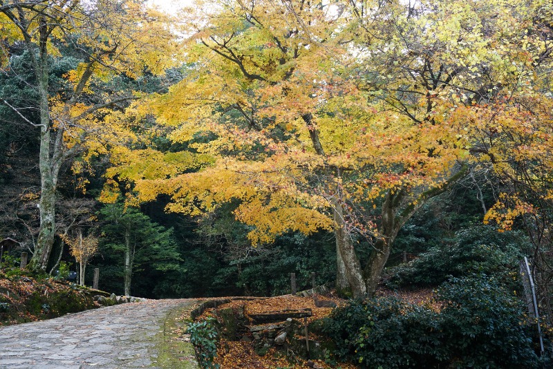 Best Japan Fall Foliage Spots - Yahiko Park Momijidani