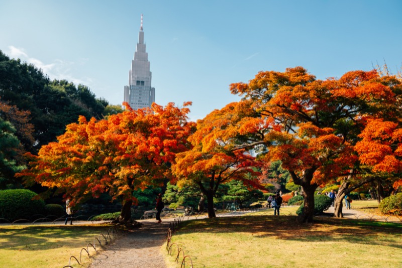 Experience Japan in Autumn - Tokyo