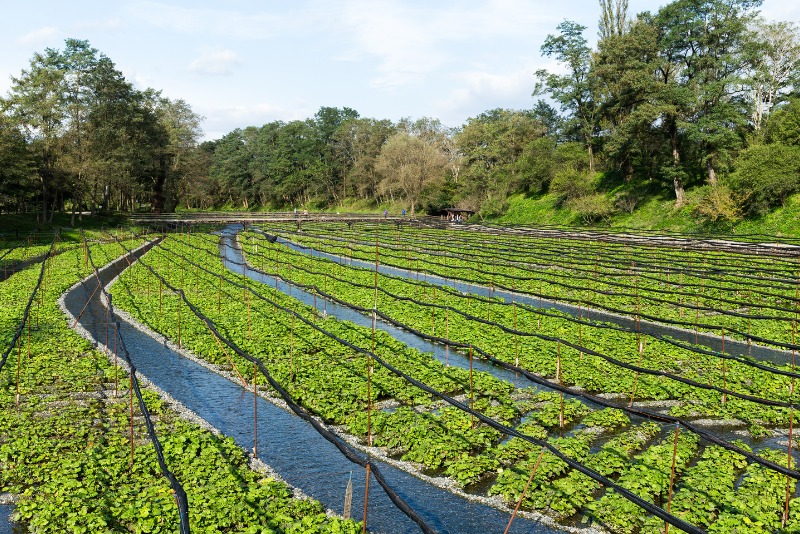 Hakuba Autumn Day Trips - Wasabi Farm