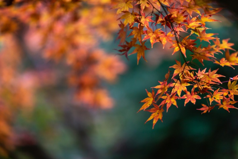 Hakuba Autumn Tips - Japan Fall Leaves