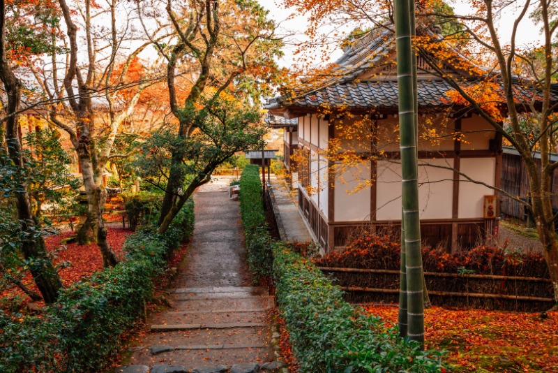 Japan Autumn Leaves Forecast 2024 - Kyoto